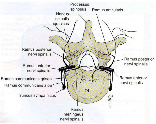 Gambar 2.4 Persarafan sendi-sendi vertebra. Pada tingkat vertebra tertentu, sendi 