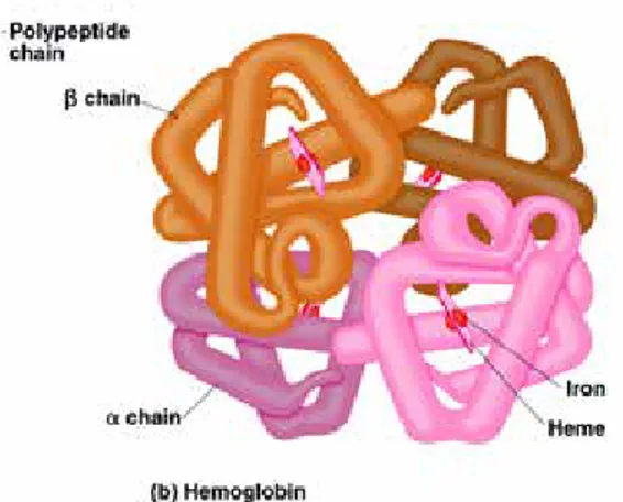 Gambar  1.  Struktur  Hemoglobin  Manusia  Dewasa  Sumber : King, 2009