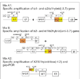 Gambar 2. Daerah spesifik amplifikasi tes strip pada  gen globin α