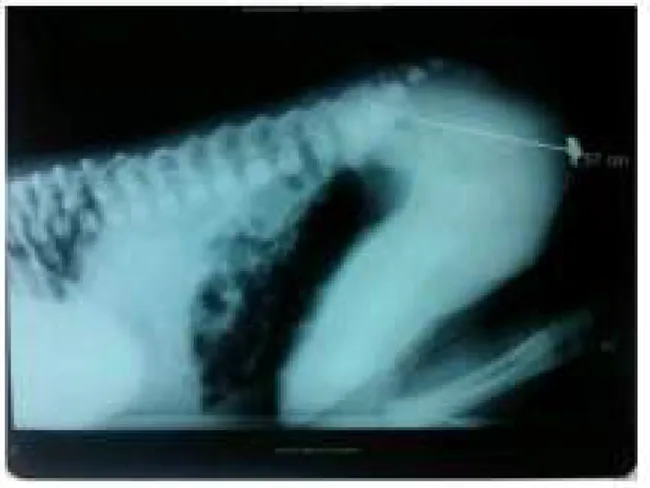 Gambar 3. Foto Rontgen Knee-chest  Position yang Menunjukkan MAR Letak 