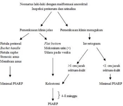 Gambar 5. Diagnosis serta Manajemen Malformasi Anorektal pada Laki-laki   (Klasifikasi Pena)
