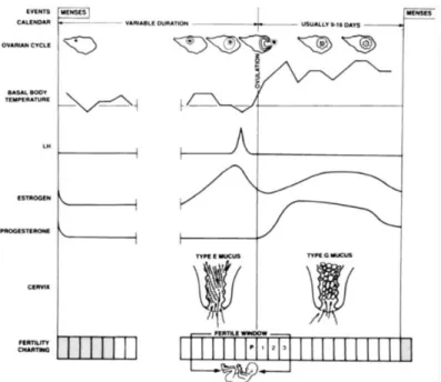 Gambar 2.1  Parameter fisiologis siklus menstruasi masa subur [6]. 