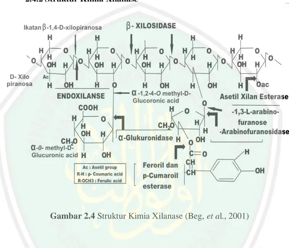 Gambar 2.4 Struktur Kimia Xilanase (Beg, et al., 2001) 