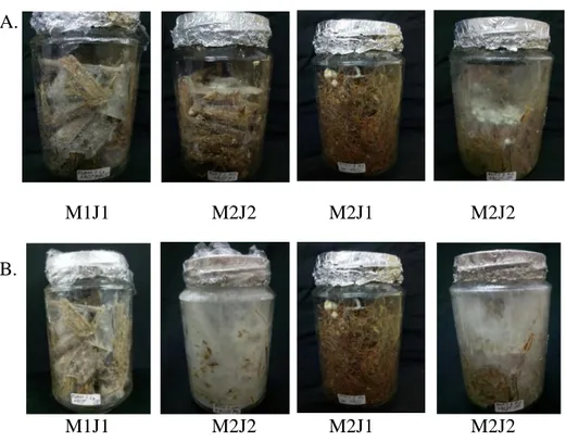 Gambar 3.2  Hasil pertumbuhan miselium bibit F2 jamur tiram dan jamur merang pada  hari ke 14  (A) Pertumbuhan hari ke 14 dan (B) pertumbuhan hari ke 21,   a)