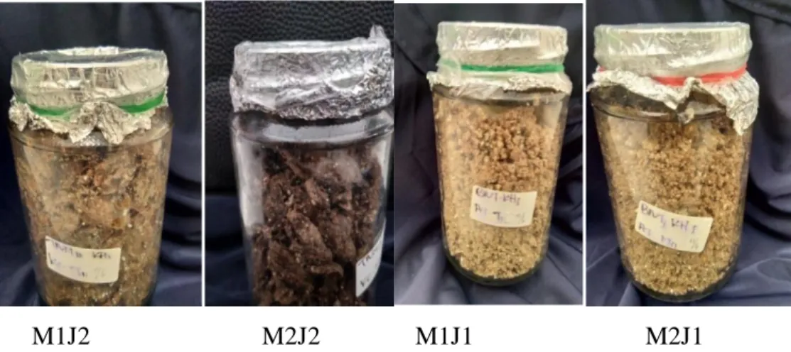 Gambar 4.4  hasil pertumbuhan miselium bibit F2 jamur tiram dan jamur merang pada  hari ke 14 
