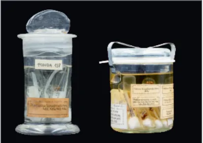 Fig. 1. Specimens in the Spider Collection preserved in ethanol (Photo N. Borčić).
