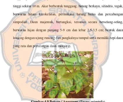 Gambar 4.9 Botooq / Anggrung (Trema orientalis) 