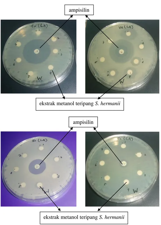 Gambar 2. Hasil uji aktivitas antibakteri ekstrak metanol teripang S. hermanii terhadap    S