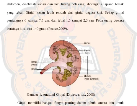 Gambar 1. Anatomi Ginjal (Dipiro, et al., 2008) 