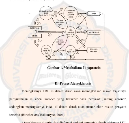 Gambar 1. Metabolisme Lipoprotein 