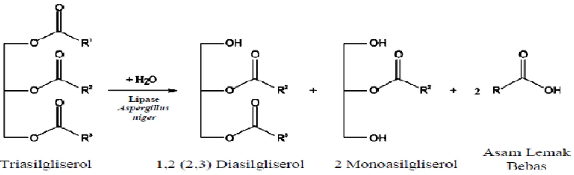 Gambar  8.    Mekanisme  reaksi  hidrolisis  trasilgliserol  dengan  katalis  lipase  spesifik  1,3  dari  Aspergillus  niger  (Carvalho et al., 2009) 