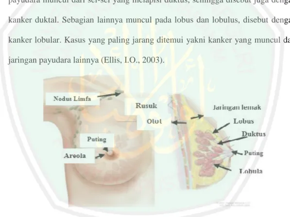 Gambar 2.1. Morfologi dan Anatomi Kelenjar Payudara Manusia  Sumber: (National Cancer Institute, 2017) 