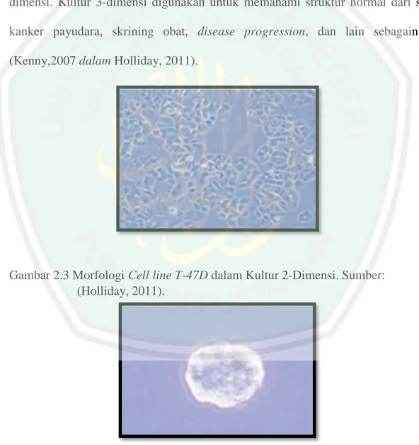 Gambar 2.3 Morfologi Cell line T-47D dalam Kultur 2-Dimensi. Sumber: 