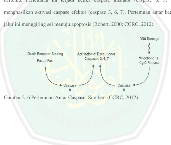 Gambar 2. 6 Pertemuan Antar Caspase. Sumber: (CCRC, 2012) 