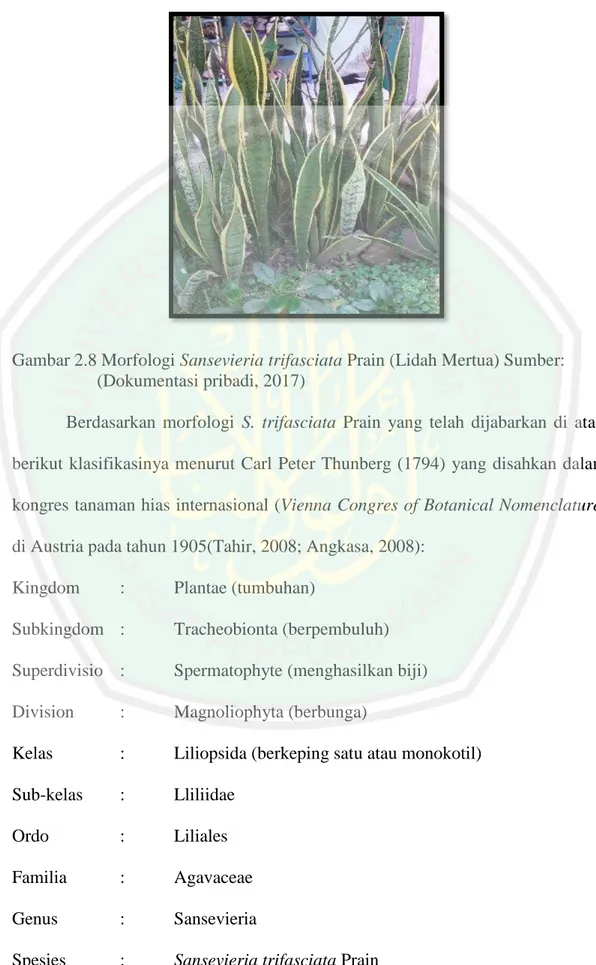 Uji Potensi Antikanker Payudara Ekstrak Etanol Lidah Mertua ...