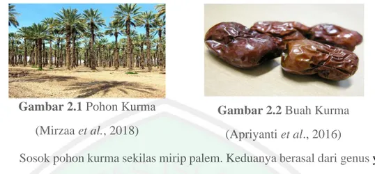 Gambar 2.1 Pohon Kurma  (Mirzaa et al., 2018)