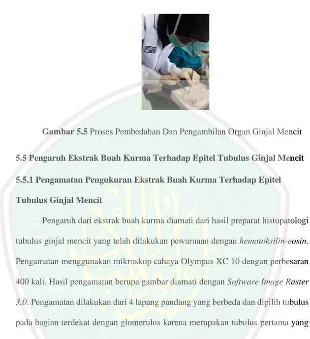 Gambar 5.5 Proses Pembedahan Dan Pengambilan Organ Ginjal Mencit 