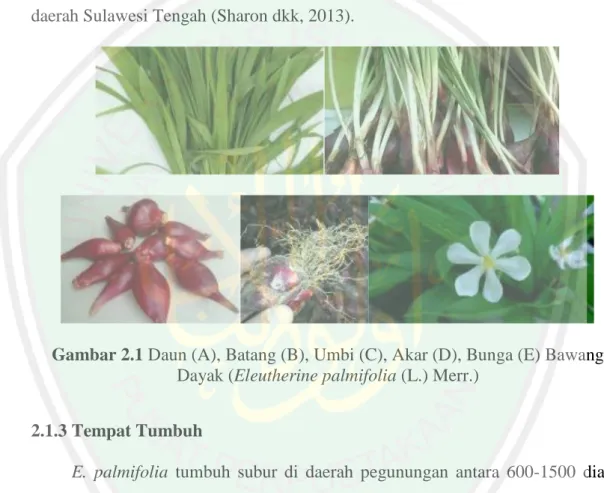 Gambar 2.1 Daun (A), Batang (B), Umbi (C), Akar (D), Bunga (E) Bawang  Dayak (Eleutherine palmifolia (L.) Merr.) 