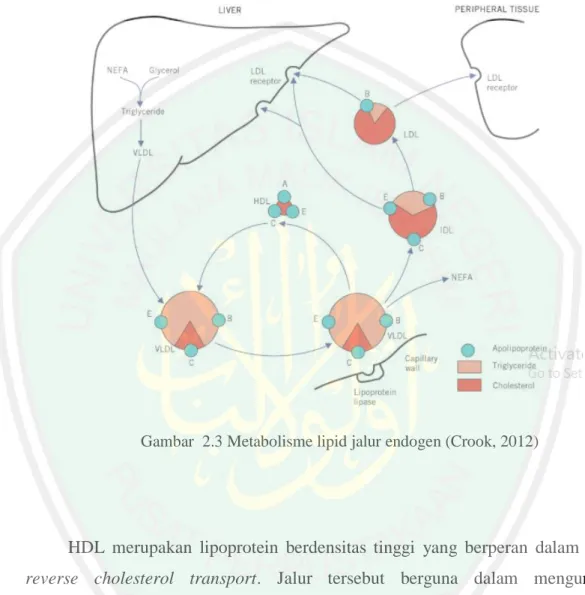 Gambar  2.3 Metabolisme lipid jalur endogen (Crook, 2012) 