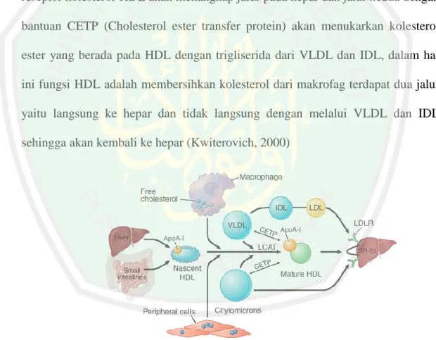 Gambar 2.4 Jalur reverse cholesterol transport (Dan, 2011) 