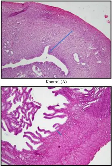 Tabel 1. Hasil  Uji  ANOVA terhadap Rata – Rata Ketebalan  Endomterium Rattus Novergicus Betina Strain 