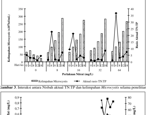 Gambar 3. Interaksi antara Nisbah aktual TN:TP dan kelimpahan Microcystis selama penelitian