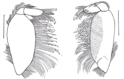 Gambar 2. Maksiliped kedua sisi kanan U. annulipes; (A, kiri) permukaan ventral; (B, kanan) permukaan dorsal (skala: 1 mm, Lebar karapas: 20,35 mm).