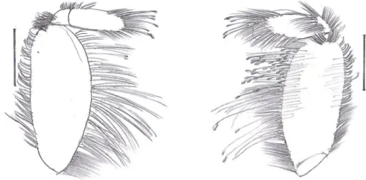 Gambar 4. Maksiliped kedua sisi kanan U. triangularis; (A, kiri) permukaan ventral; (B, kanan) permukaan dorsal (skala: 1mm, Lebar karapas: 11,12 mm).