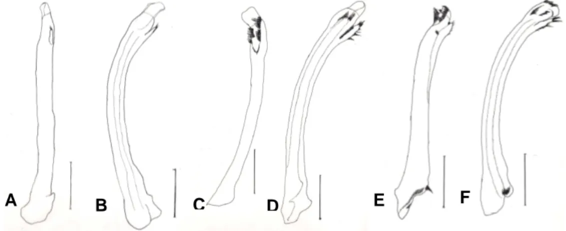 Gambar 8. Gonopod tampak dorsal dan lateral. (A-B) Indonesia bagian barat,  lebar anterior karapas: 16,62  mm, (C-D) Sulawesi, lebar anterior karapas: 17,43 mm, (E-F)  Lombok-Sumbawa, lebar anterior karapas: 
