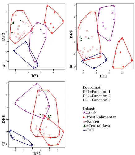 Gambar 6. Plot canonical populasi U. annulipes dari Indonesia bagian barat. (A) Fungsi 1 terhadap Fungsi  2, (B) Fungsi 1 terhadap Fungsi 3, (C) Fungsi 2 terhadap Fungsi 3