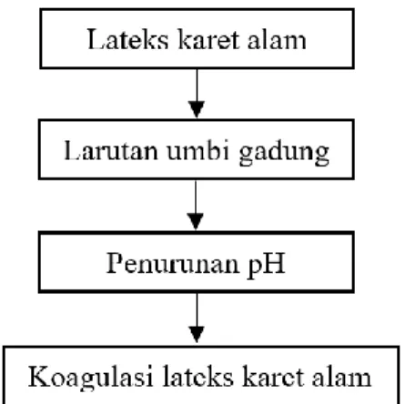 Gambar 2. Proses koagulasi lateks karet alam (Hevea brasiliensis)  Selain  koagulasi,  warna  lateks  yang 