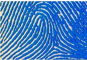 Gambar 2.4 Contoh Pola Loop Pattern 