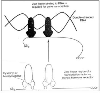 Gambar 2.2. Protein zinc-finger 