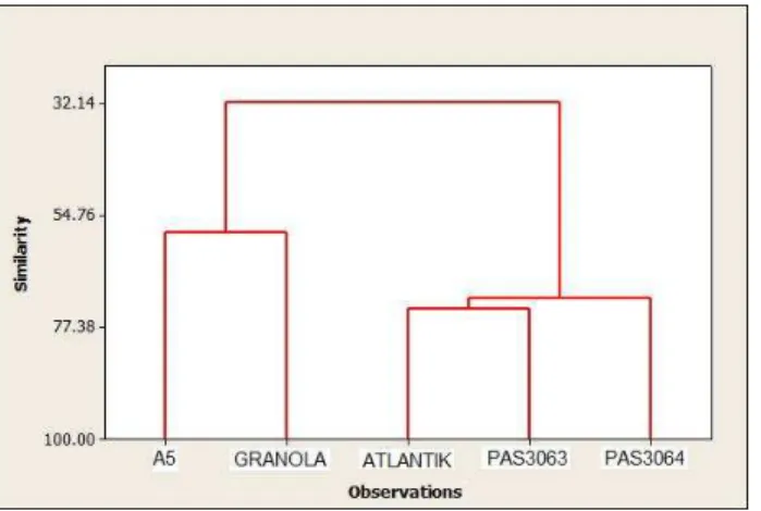Gambar 1. Dendrogram klon berdasarkan karakter preferensi panelis terhadap rasa, tekstur,  aroma, warna pada kentang yang digoreng dan direbus 