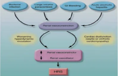 Gambar 2.4 Hubungan Faktor Pencetus dengan Timbulnya Sindrom Hepatorenal Sumber : (Wadei, 2006)  