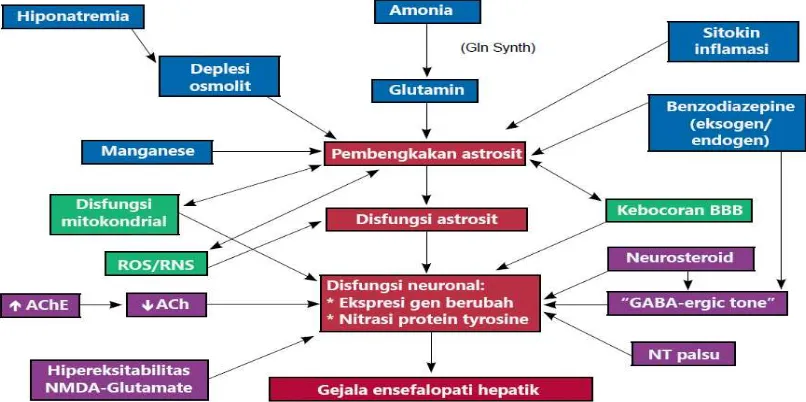 Gambar 2.2  Patofisiologi Ensefalopati Hepatik  Sumber : (frederick, 2011) 