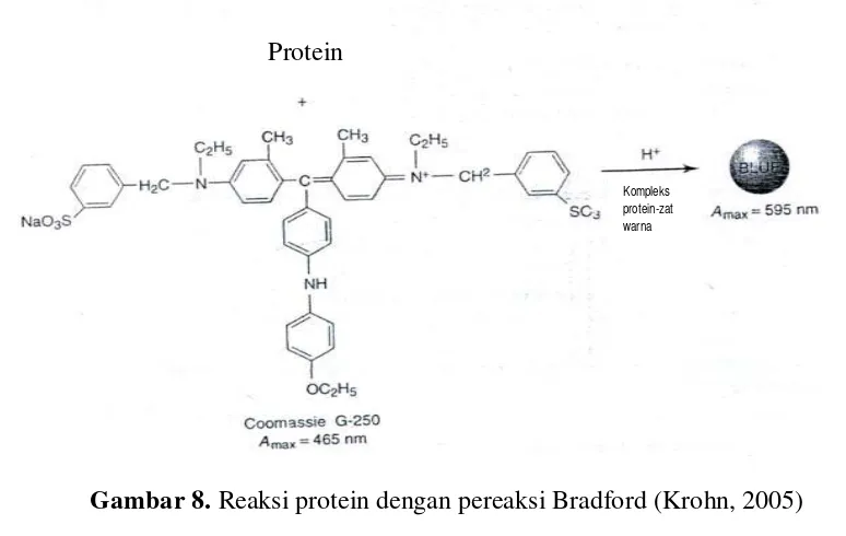 Gambar 8. Reaksi protein dengan pereaksi Bradford (Krohn, 2005) 