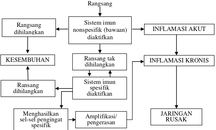 Gambar 2.3 Mekanisme sistem imun nonspesifik dan spesifik pada inflamasi akut dan kronis (Santoso, 1999; Soenarto, 2010)