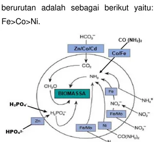 Gambar 4.  Pola  interaksi  ion  logam  Fe,  Co dan Ni terhadap ligan pada  biomassa  fitoplankton  laut  (Morel, 2008, Kasim, 2016)