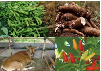 Gambar 10. Beberapa Jenis produksi pertanian di Kabupaten Klungkung 