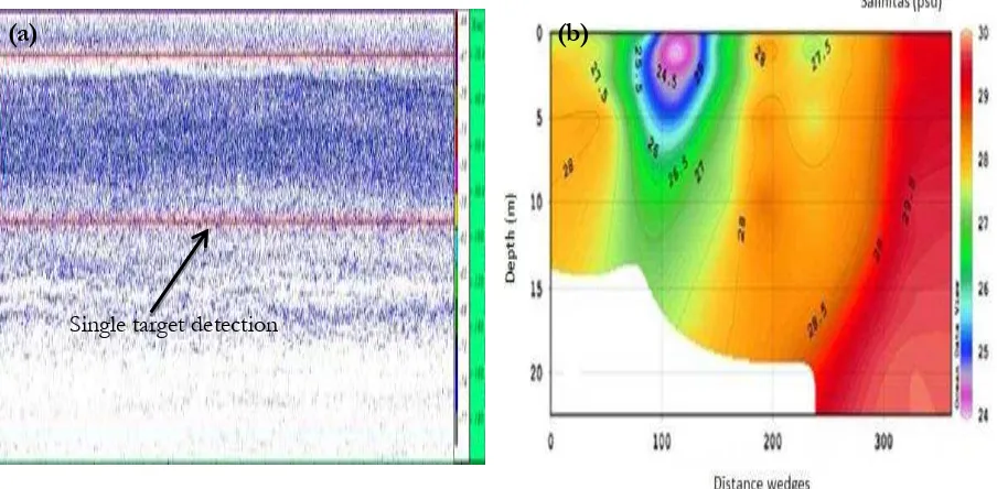 Figure 4. (a) Single target echogram in depth 1-10 m, (b) Vertical distribution of salinity in Sikka regency waters 