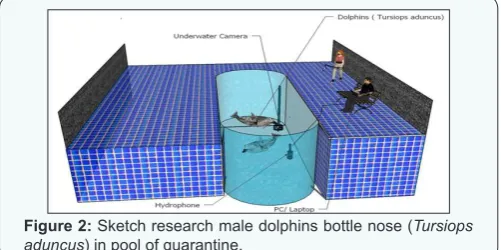 Figure 2: Sketch research male dolphins bottle nose (Tursiops 