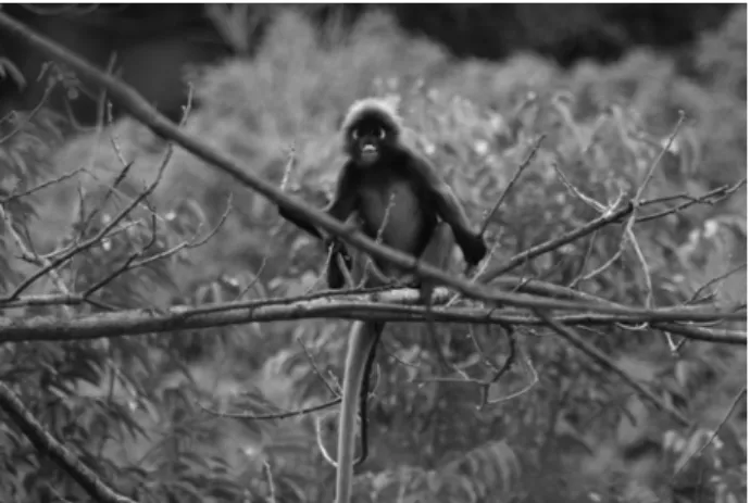 Gambar  2  Lutong  celak  (Trachypithecus  obscurus)