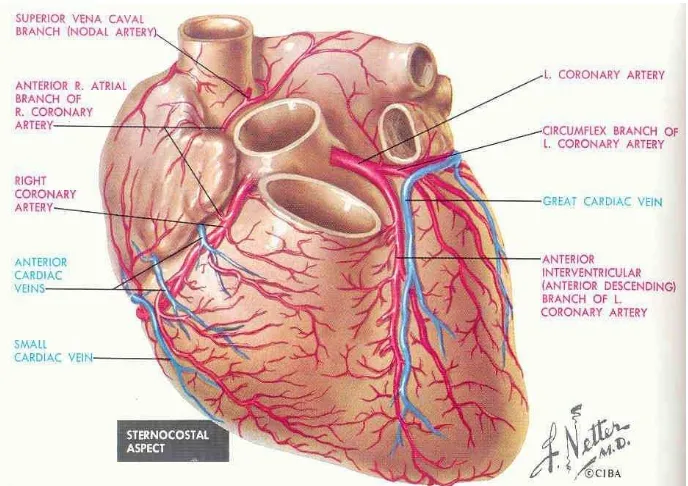 Gambar 2.1. Anatomi arteri koronaria (Netter, 2006) 