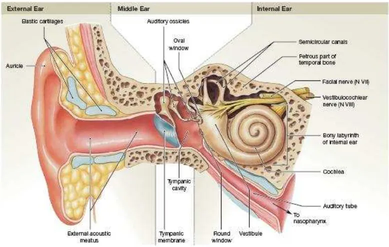 Gambar 2.1: Struktur telinga (Martini et. al., 2012) 
