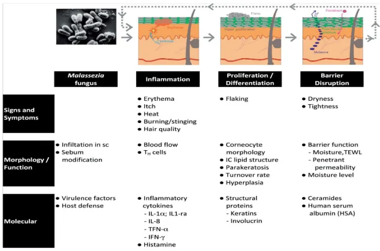 Gambar 2.1.Patofisiologi ketombe 