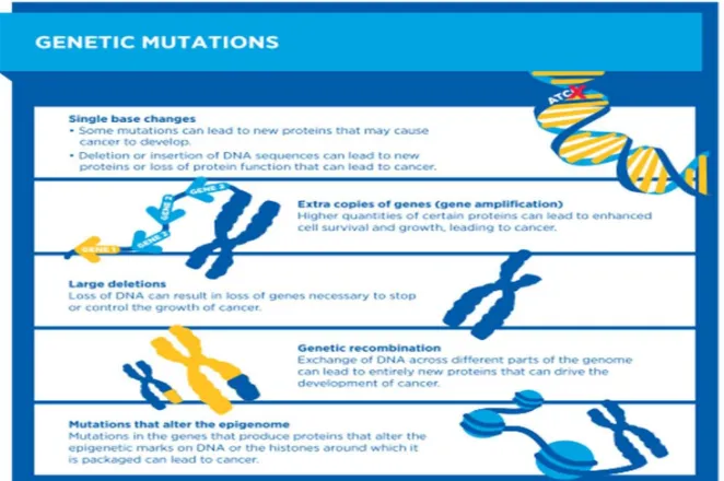 Gambar 2.4. Mutasi genetik.  Dikutip dari: American Assoociation for Cancer Research. AACR Cancer Progress Report 2014