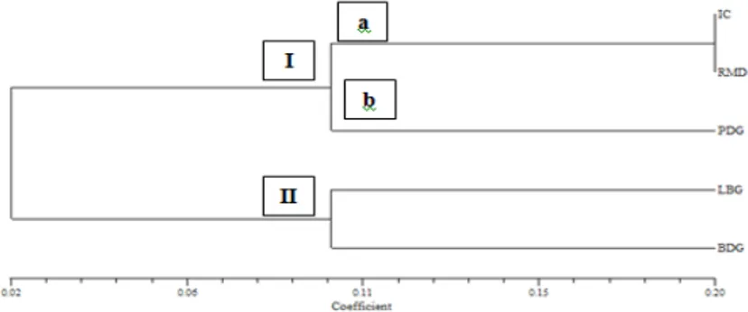 Gambar 5. Dendogram data kualitatif morfologi 5 klon tanaman rami IC  (Indochina), LBG (Lembang A), RMD (Ramindo), PDG (Padang 3) dan BDG 
