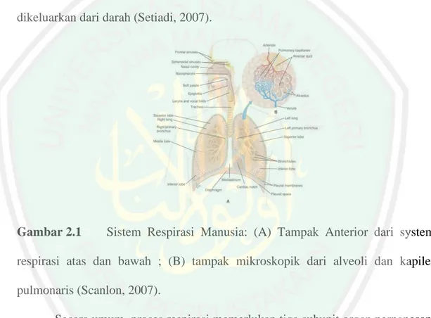 Gambar 2.1   Sistem  Respirasi  Manusia:  (A)  Tampak  Anterior  dari  system  respirasi  atas  dan  bawah  ;  (B)  tampak  mikroskopik  dari  alveoli  dan  kapiler  pulmonaris (Scanlon, 2007)