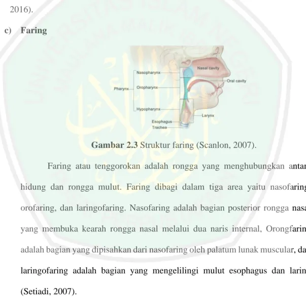 Gambar 2.3 Struktur faring (Scanlon, 2007). 